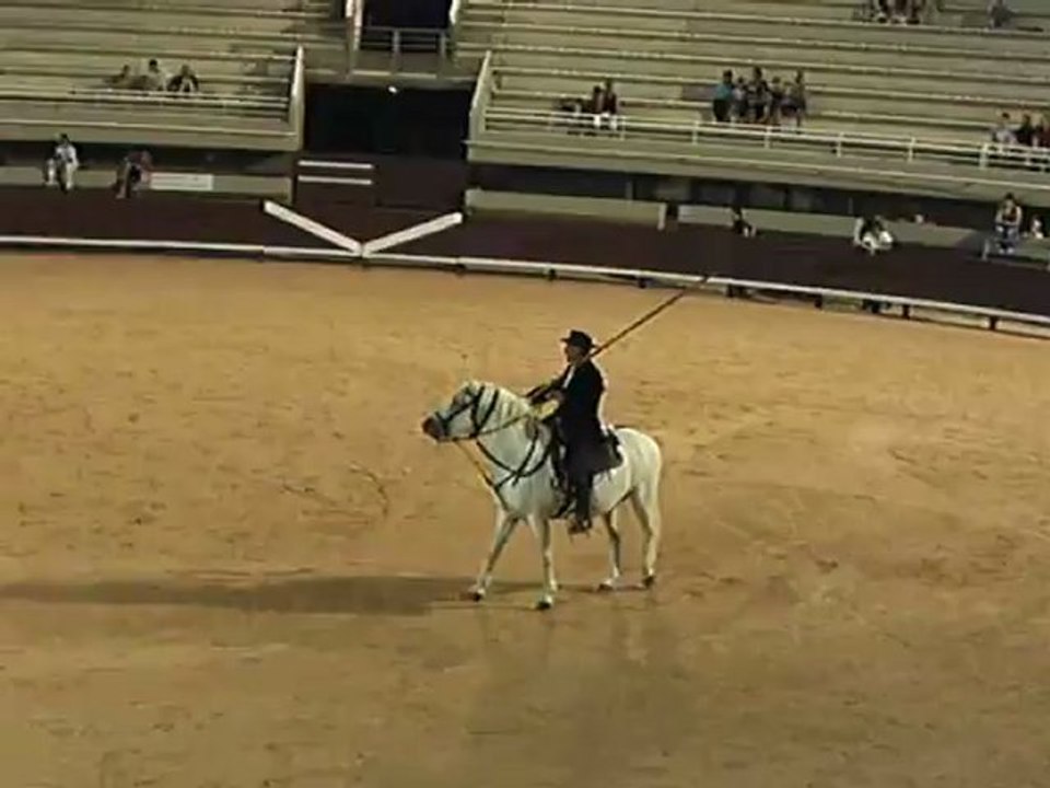 Les taureaux de la manade!
