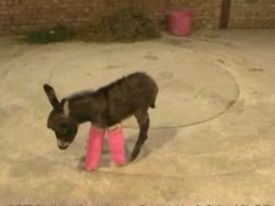 Âne avec des plâtres roses