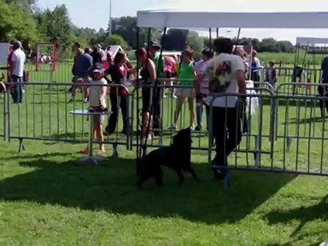 Taiga, epagneul breton, agility, armbouts 2012, open