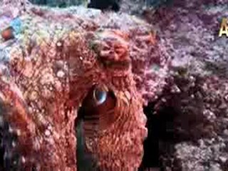 Ahtapot ve Mürakkep Balığının Kamuflajı