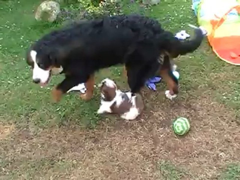 les aventures des bébés shih tzu dans le jardin