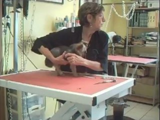 SALON TOILETTAGE REGARD CANIN CHIPIE 2