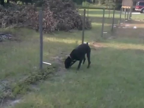 Chien fait pipi sur une cloture electrique