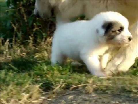 chiot Montagne des Pyrenees, Haribo des Brumes de la Comtee,