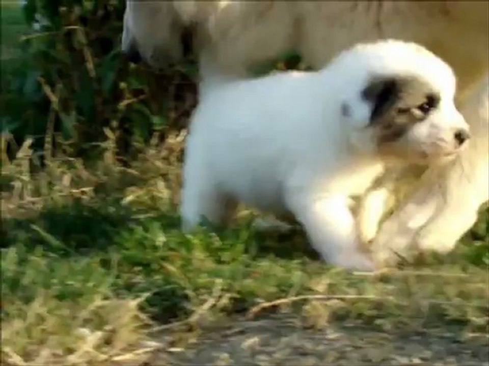 chiot Montagne des Pyrenees, Haribo des Brumes de la Comtee,