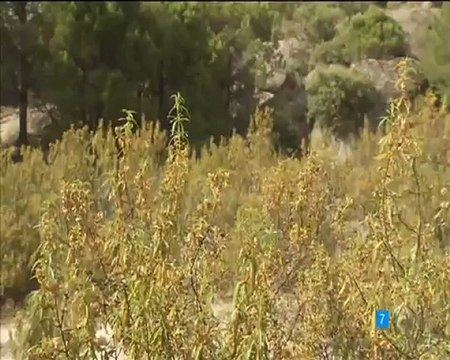 TRISTAN Y PEPA POR EL CAMPO ANDAN ESDPV 20-08-2012