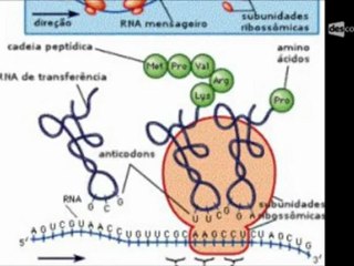 2-Biologia-Resumo para o ENEM  Ácidos nucléicos - Autoduplicação e síntese protéica