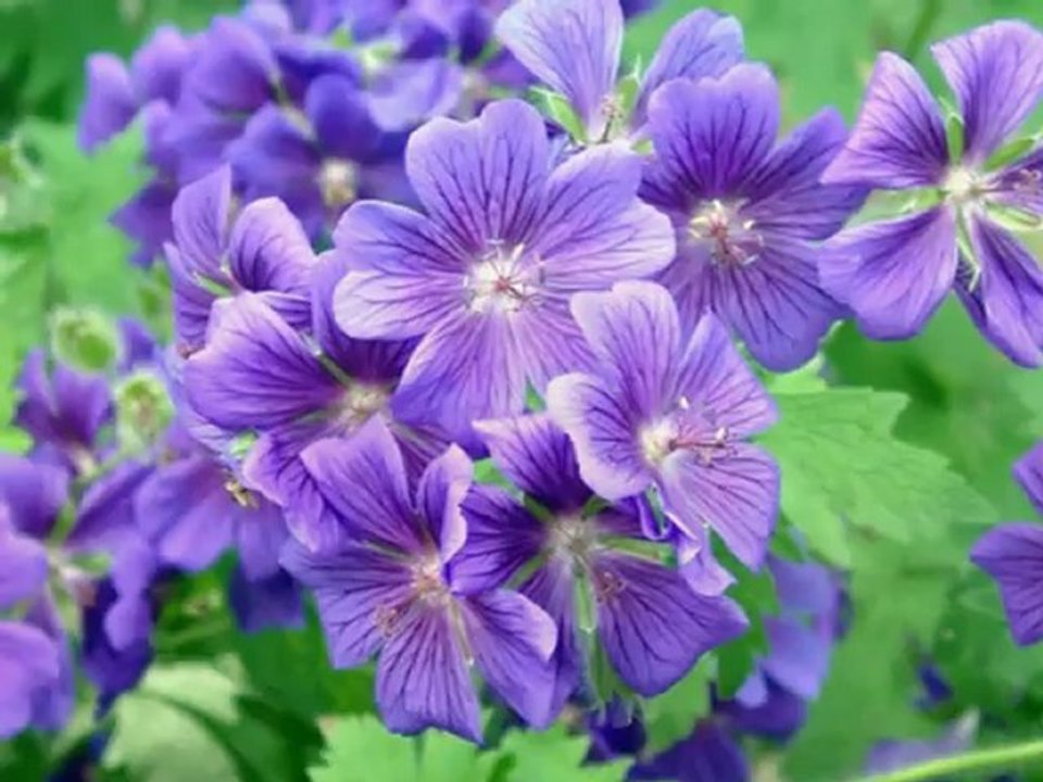 Kusursuzluğun altın tapınağı- Müsadenizle