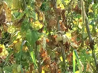 troppo caldo agricoltura in crisi