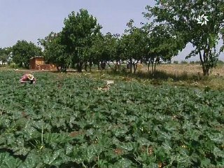 Extrait de "Wouja'e Trab" Ep17 avec Sous-titrage Français