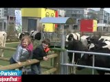 Des vaches sur le bitume parisien