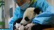 Cheng Du : le berceau chinois des pandas géants