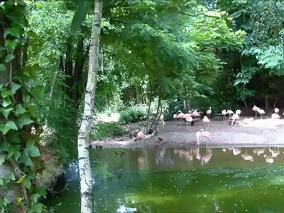 balade au zoo