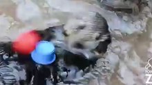 Прикольная выдра