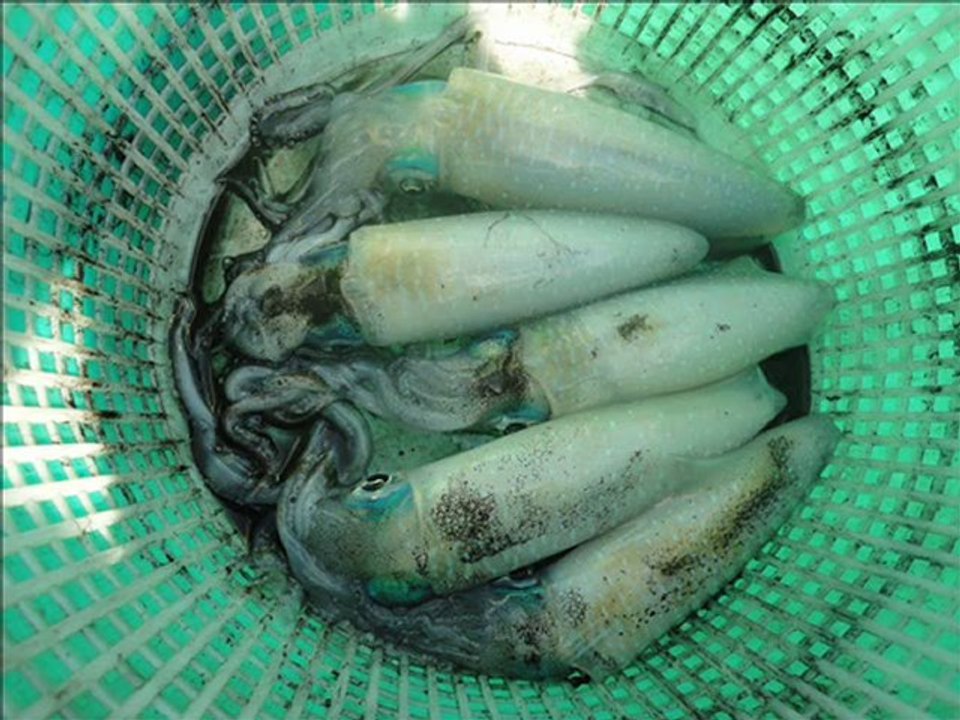 Bayramın 2.günü Sarıkuyruk kuzu avım ve gecesi 21.8.2012