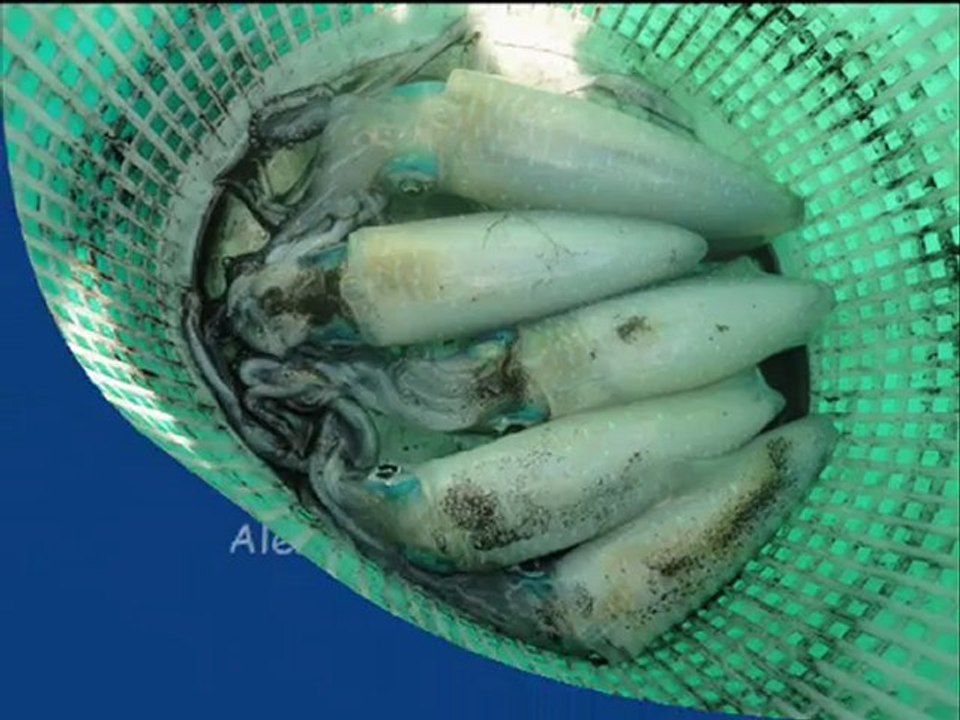 Ağustos 2012 Bayramın 2.günü Sarıkuyruk kuzu avım ve gecesi_0001