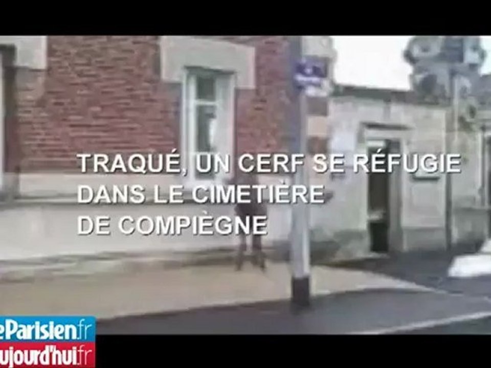 Traqué, un cerf se réfugie dans le cimetière de Compiègne