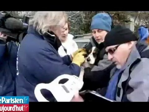 126 chiens sauvés d'un chenil insalubre