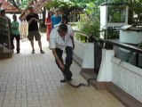 Bangkok Serpents comment se faire des amis!