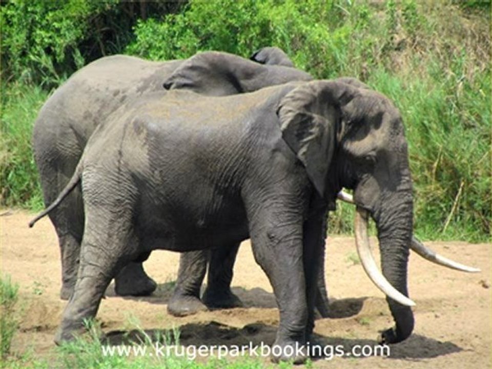 Marloth Park Lodging Accommodation (Part 4)