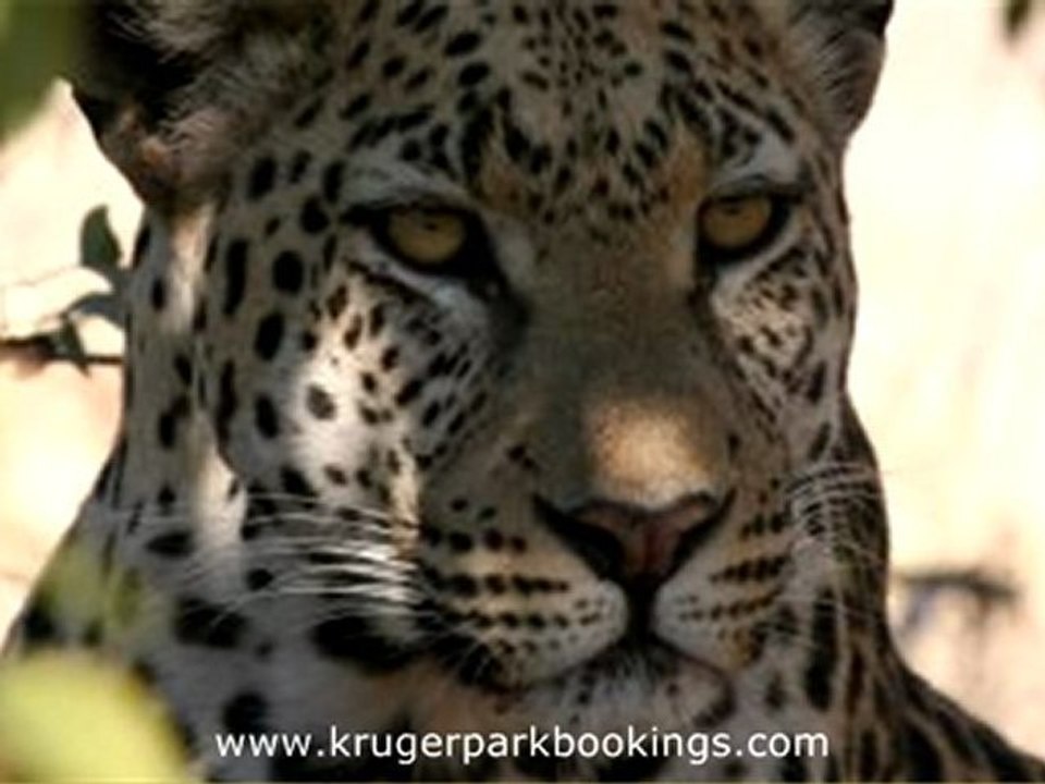 Marloth Park Lodging Accommodation (Part 7)