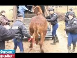Oise : sauvetage de 31 chevaux, poneys et ânes maltraités