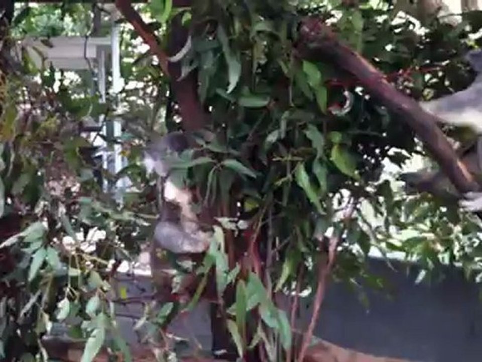 Koala