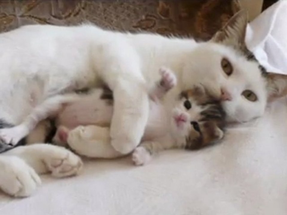 İlkay Akkaya-Sevgi güzellik ister