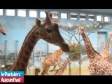 Vincennes : les girafes ne seront pas séparées pendant les travaux