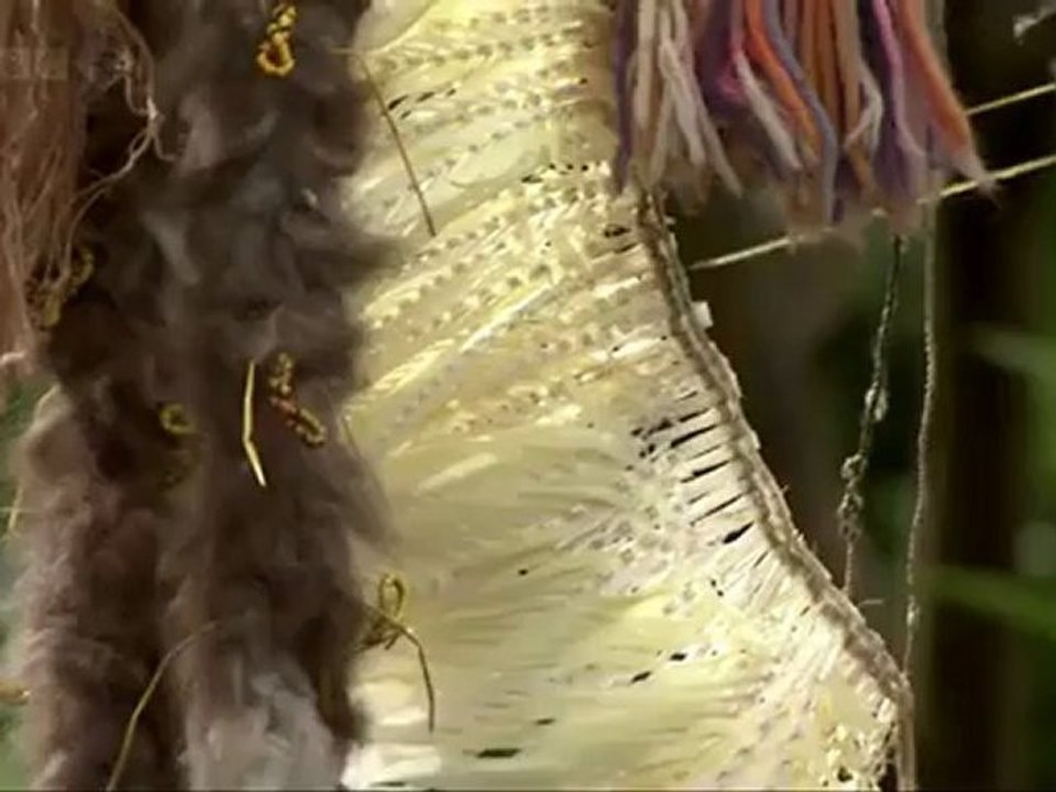 Natural World - Birds of Paradise