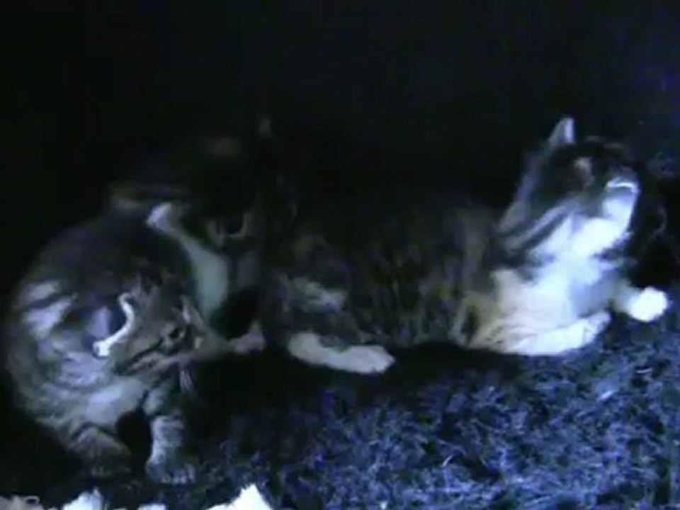 CATS1