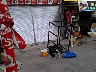kediler ve köpekler savaşı devam ediyor
