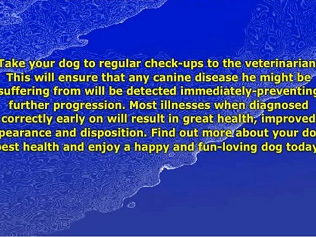 Can I Give My Dog Aspirin For Pain?