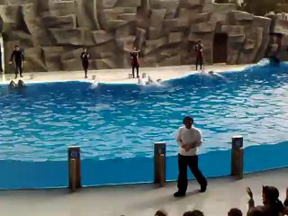 дельфинарий г Батуми