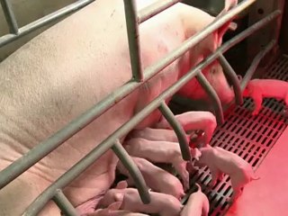 Prix des céréales: des éleveurs bretons contre la spéculation