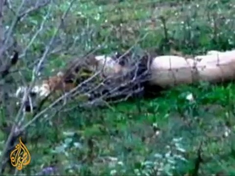 Ohio police shoot escaped zoo animals