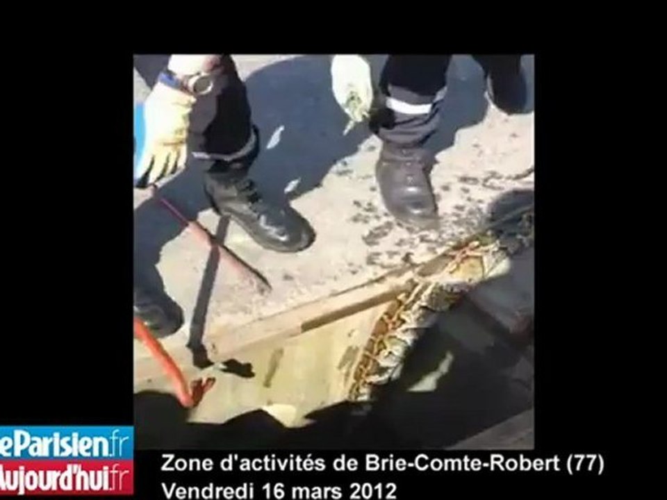 Brie-Comte-Robert : un python retrouvé mort dans les égouts