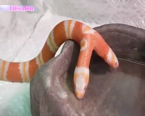 serpent a deux têtes