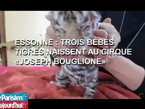 Essonne : trois bébés tigres naissent au cirque Joseph Bouglione