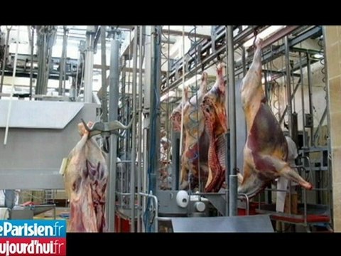 La fondation Brigitte Bardot veut recueillir une vache qui a fui l'abattoir