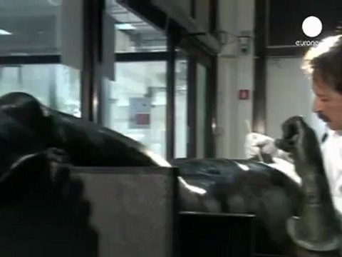 Testa di leone dai fondali dei bronzi di Riace