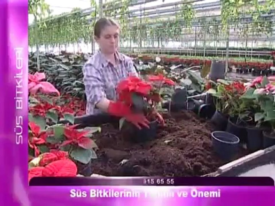 Süs Bitkilerinin Tanımı ve Önemi