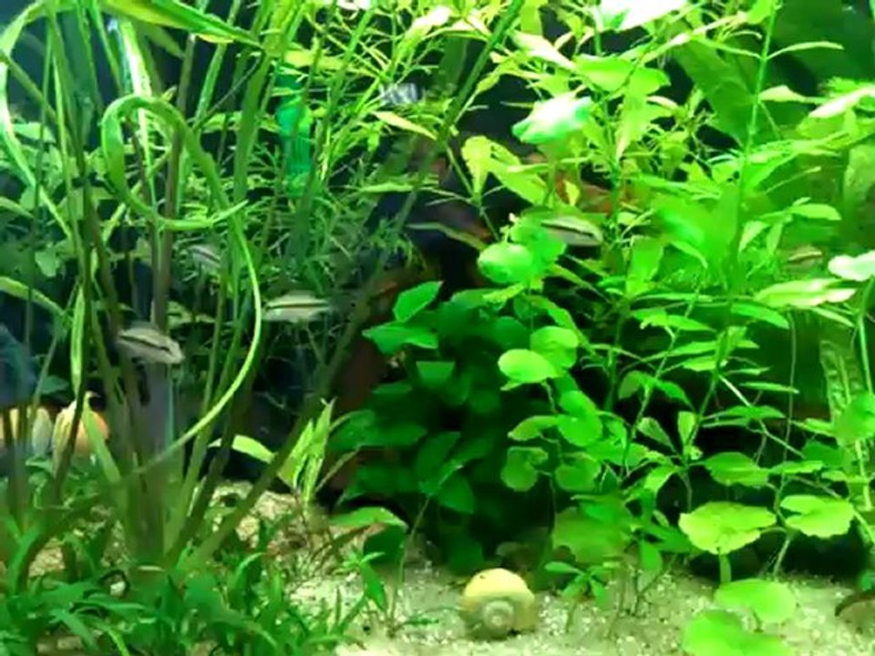 petits subo le 22 08 21012