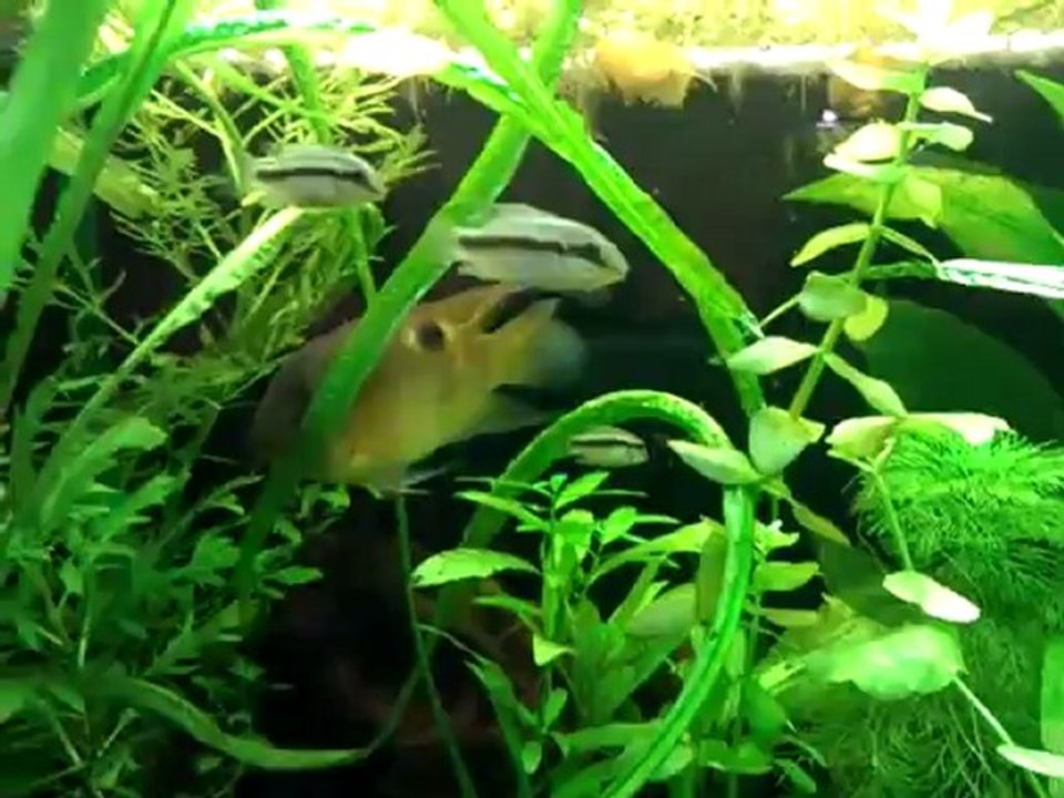 petits subo le 22 08 21012 (2)