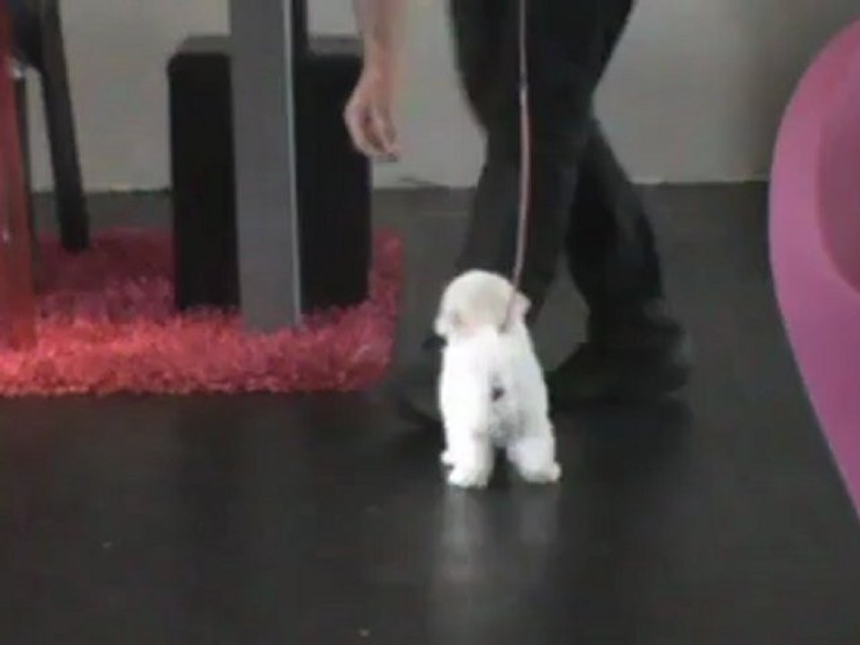 Bichons frisés des Portes de Hanau