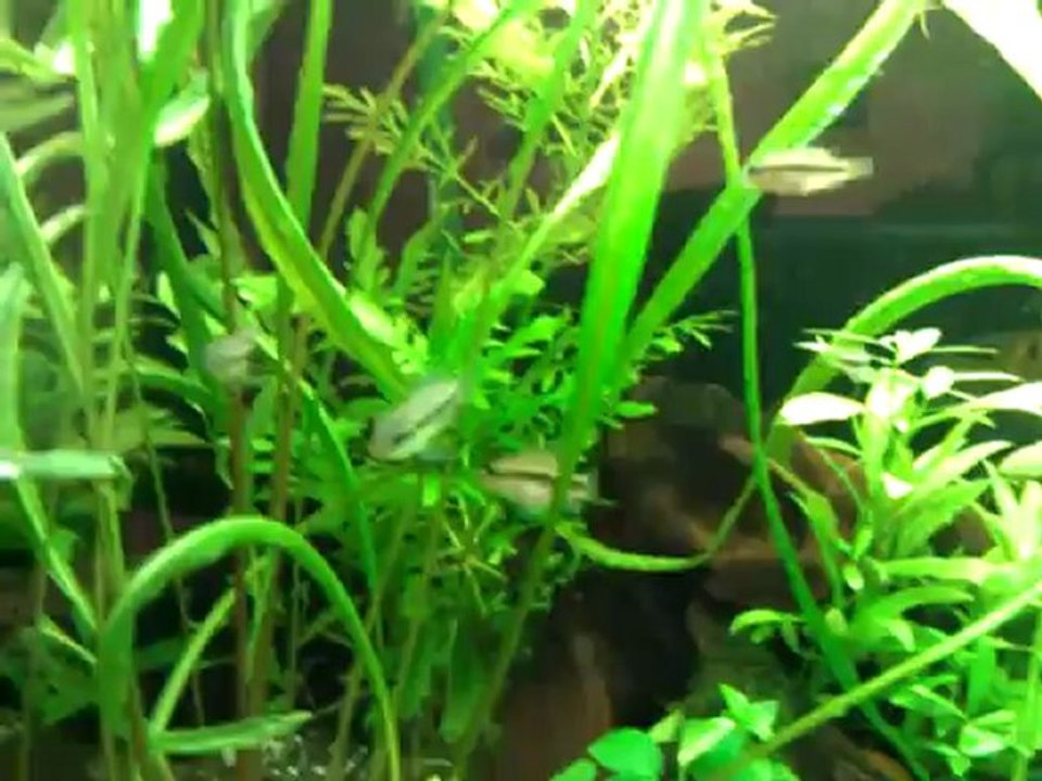 petits subo le 22 08 21012 (1)