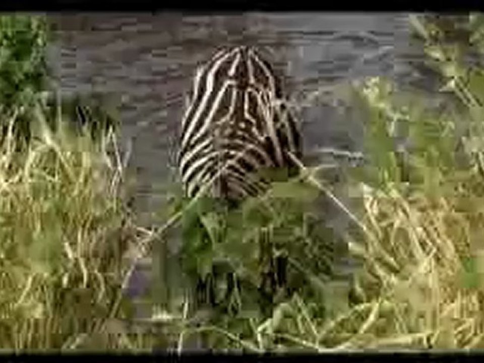 SeSLiahu.Com, SeSLiahu ASLAN VE ZEBRA (BELGESEL)HayvanLar