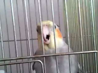 sultan papağanı ses kısıklığı