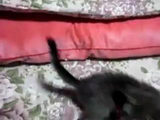 20120822ハルハル