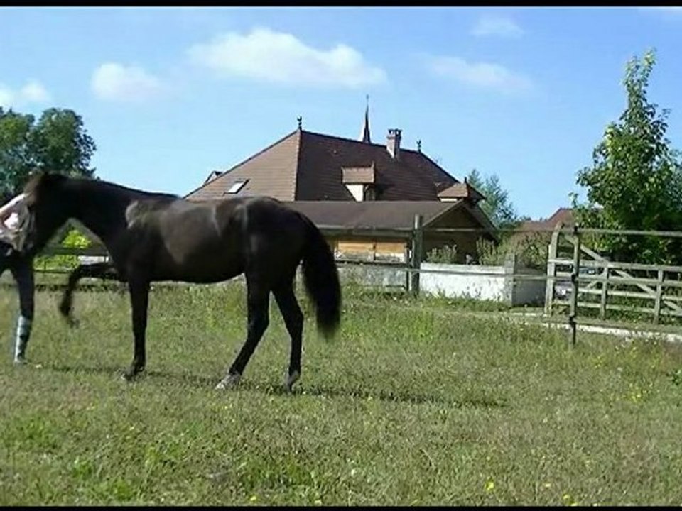 Black beauty & Charlotte .